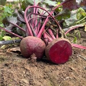 Yerli Pancar Fidesi 12 Adet