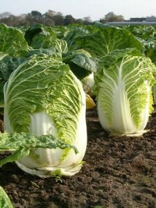 Çin Lahanası Fidesi 6 Adet (Çin Marulu)