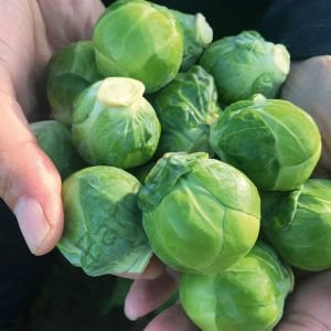 Brüksel Lahanası fidesi 6 Adet