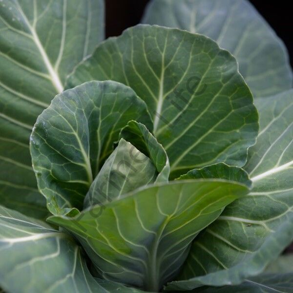 Kara Lahana Fidesi 6 Adet