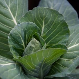 Kara Lahana Fidesi 6 Adet