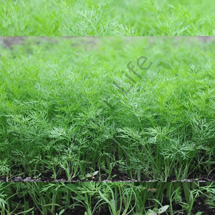 Dereotu Fidesi 12 Adet