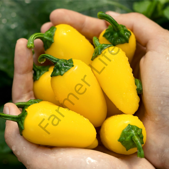 Lemon Spice Biber Tohumu (10 Tohum)