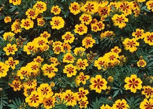 Sarı Kırmızı Tagetes Çiçeği Tohumu(20 adet)