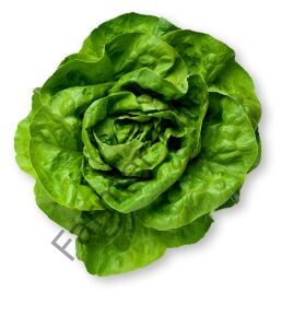 Tereyağlı Şemikler Marul Fidesi 12 Adet