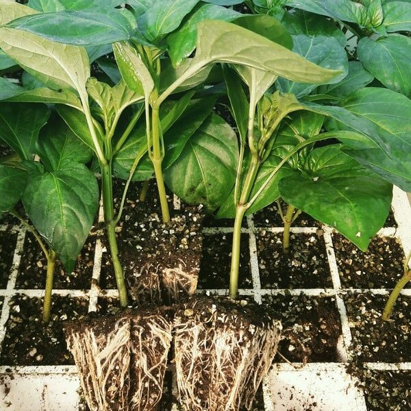 Saksılık Hobi Fide Seti 24 Adet