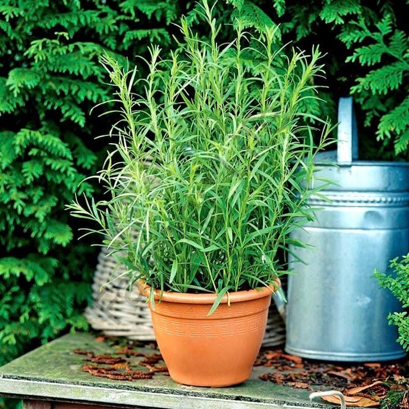 Tarhun Otu Fidesi 6 Adet