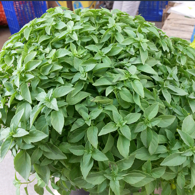 Lime Kokulu Fesleğen Fidesi 6 Adet