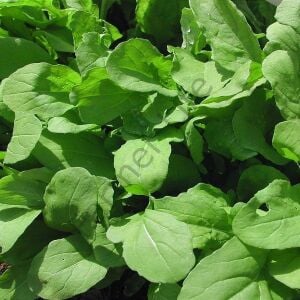 Geniş Yaprak Roka Fidesi 12 Adet