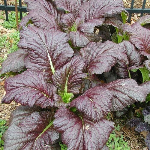 Kırmızı Yapraklı Hardal Otu Fidesi 6 Adet