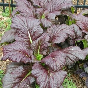 Kırmızı Yapraklı Hardal Otu Fidesi 6 Adet