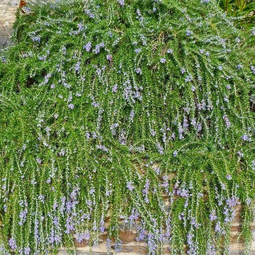 Rosmarinus Officinalis Yayılıcı Biberiye Fidesi 6 Adet