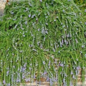 Rosmarinus Officinalis Yayılıcı Biberiye Fidesi 6 Adet