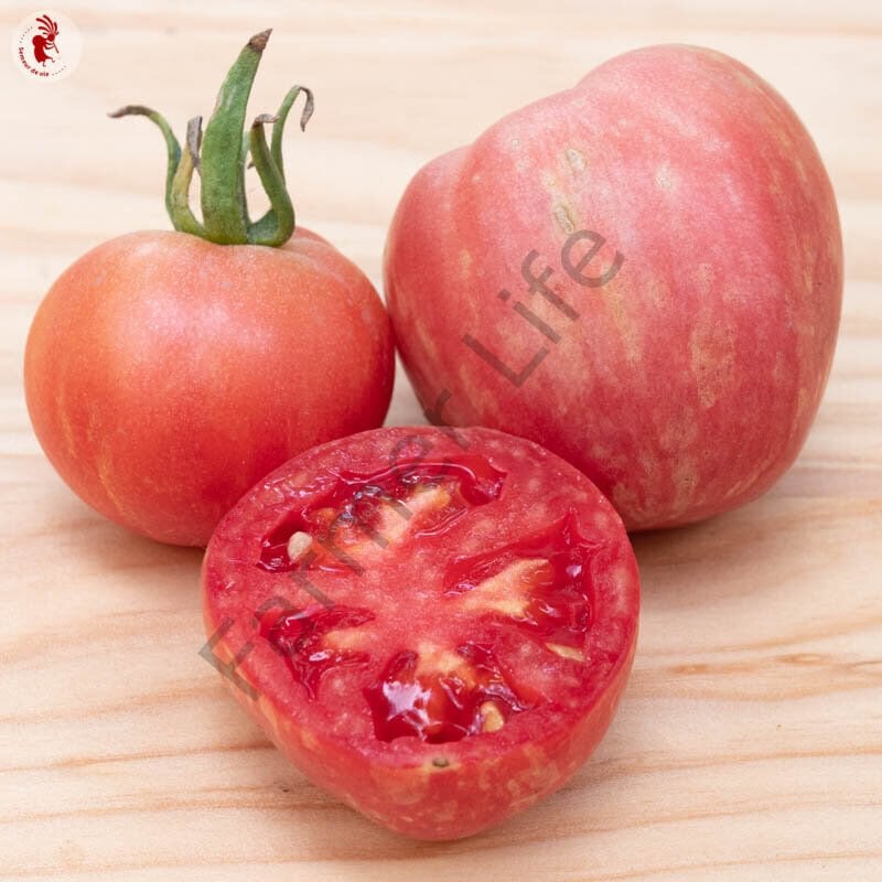 Red Fury Boar Domates Tohumu (10 Tohum)