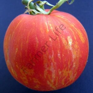 Red Fury Boar Domates Tohumu (10 Tohum)