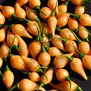 Biquinho Salmon Tatlı Biber Tohumu (10 Tohum)