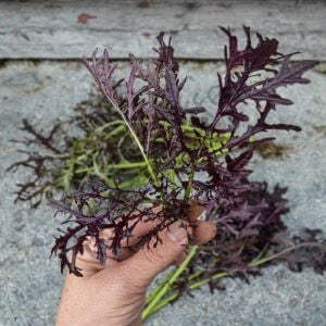 Kırmızı Kıvırcık Hardal Otu Fidesi 6 Adet