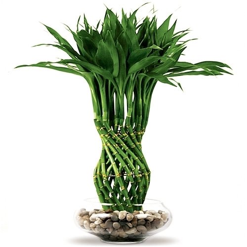 Dekoratif Lucky Bambu Tohumu