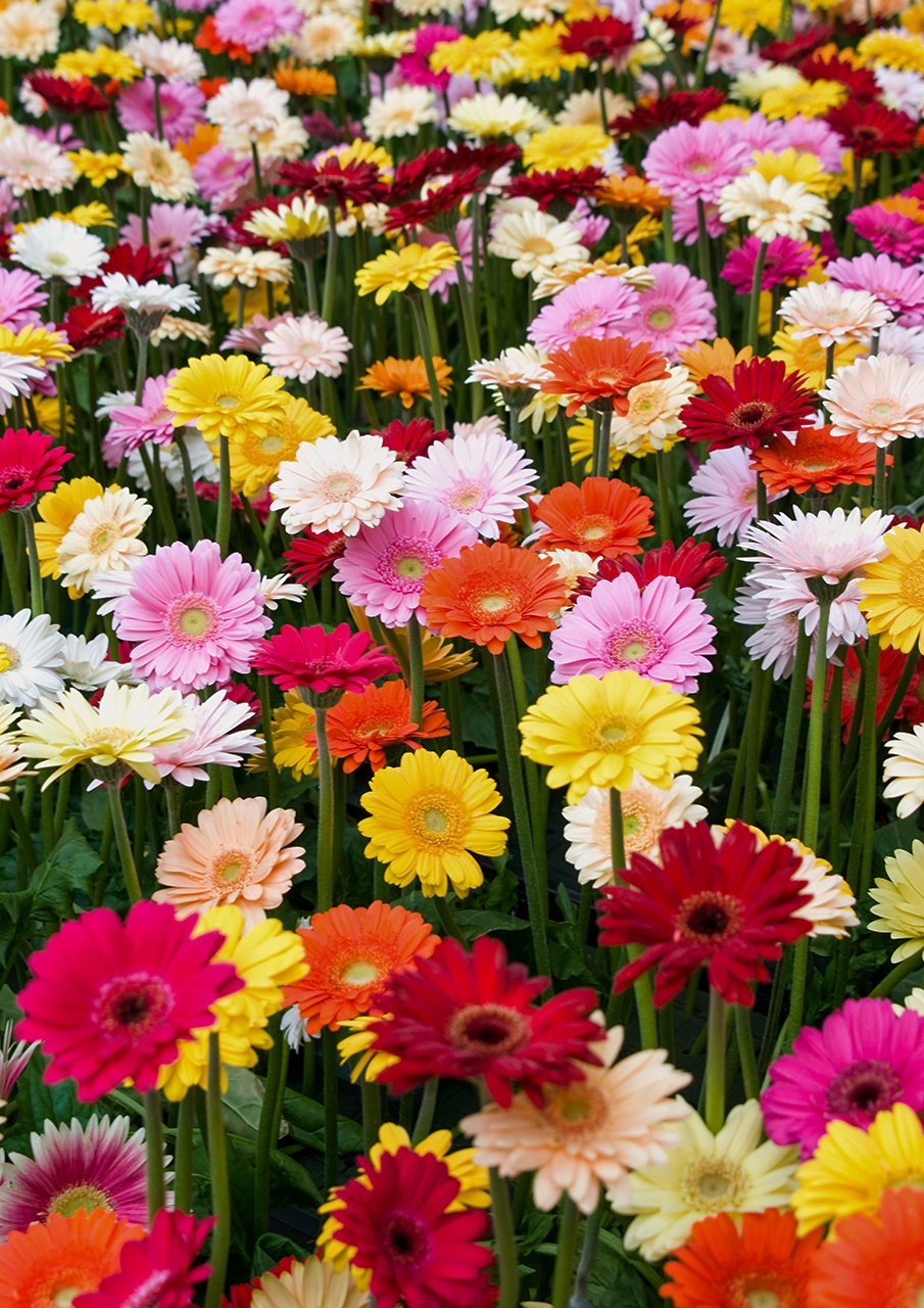 Karışık Renkli Gerbera Çiçeği Tohumu 20 Adet