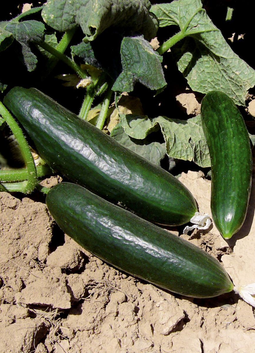 Salatalık Selen Hibrit Hıyar Fidesi (F1) 6 Adet