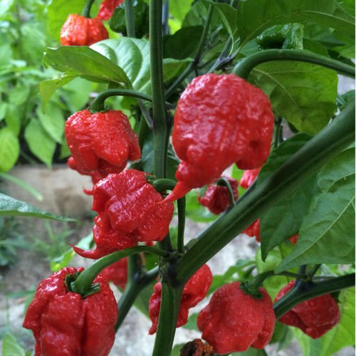 Carolina Reaper Biber Tohumu (5 Tohum)