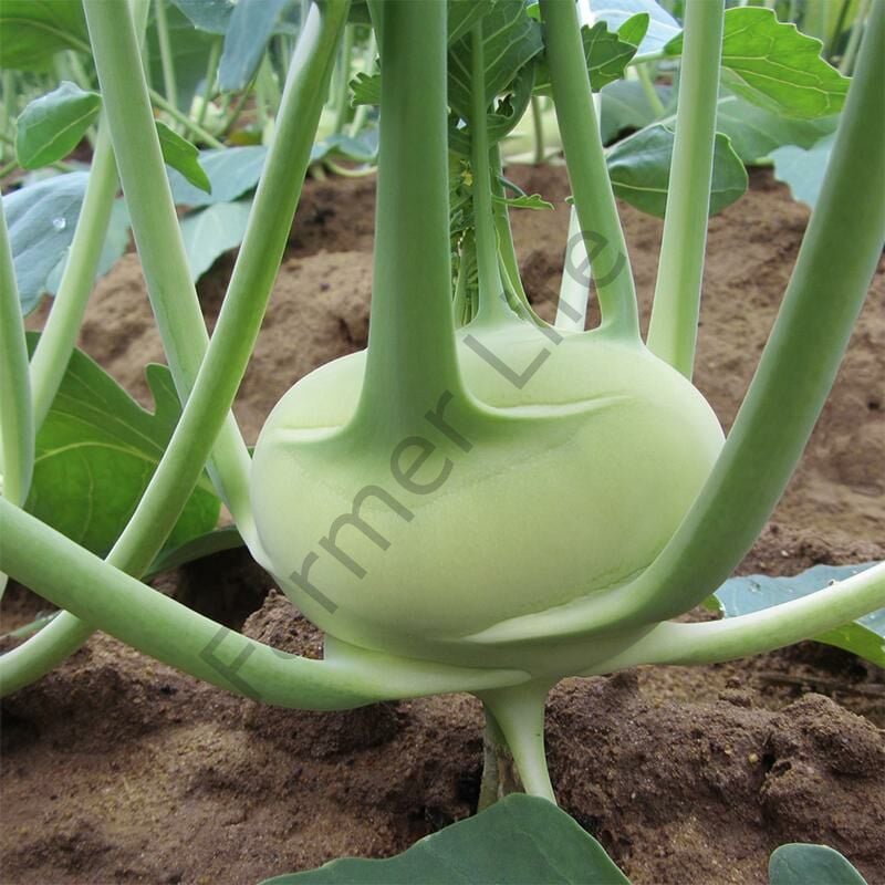 Alabaş (Kohlrabi) Fidesi  6 Adet