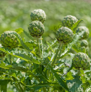 Sakız Enginar Fidesi 6 Adet