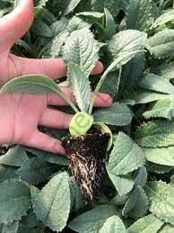 Sakız Enginar Fidesi 6 Adet