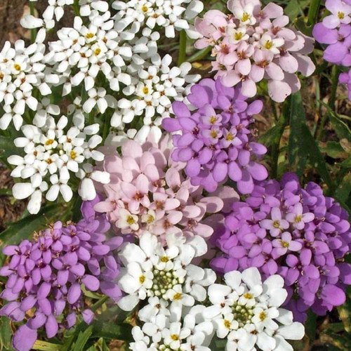 Karıışık Renkli İberis (CandyTuft) Çiçeği Tohumu 20 Adet