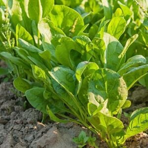 Yerli Kuzu Kulağı Ekşi Otu Fidesi 12 Adet