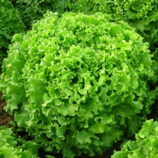 Dev Kıvırcık Marul Fidesi 12 Adet