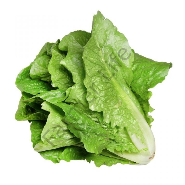 Yedikule Marul Fidesi 12 Adet