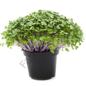 Microgreen Yeşillik Kırmızı Lahana Tohumu 10 gr