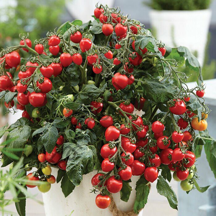 Tiny Tim Saksılık Kiraz Domates Fidesi 6 Adet