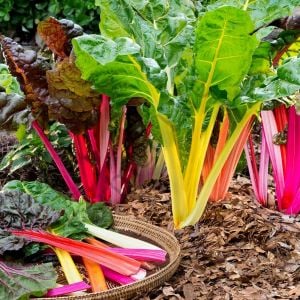 Karışık Renkli Pazı Fidesi 6 Adet