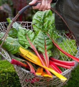 Karışık Renkli Pazı Fidesi 6 Adet