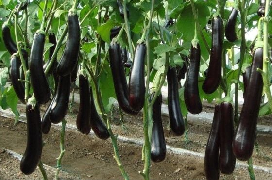 Patlıcan Bitkisinin Özellikleri Nelerdir?