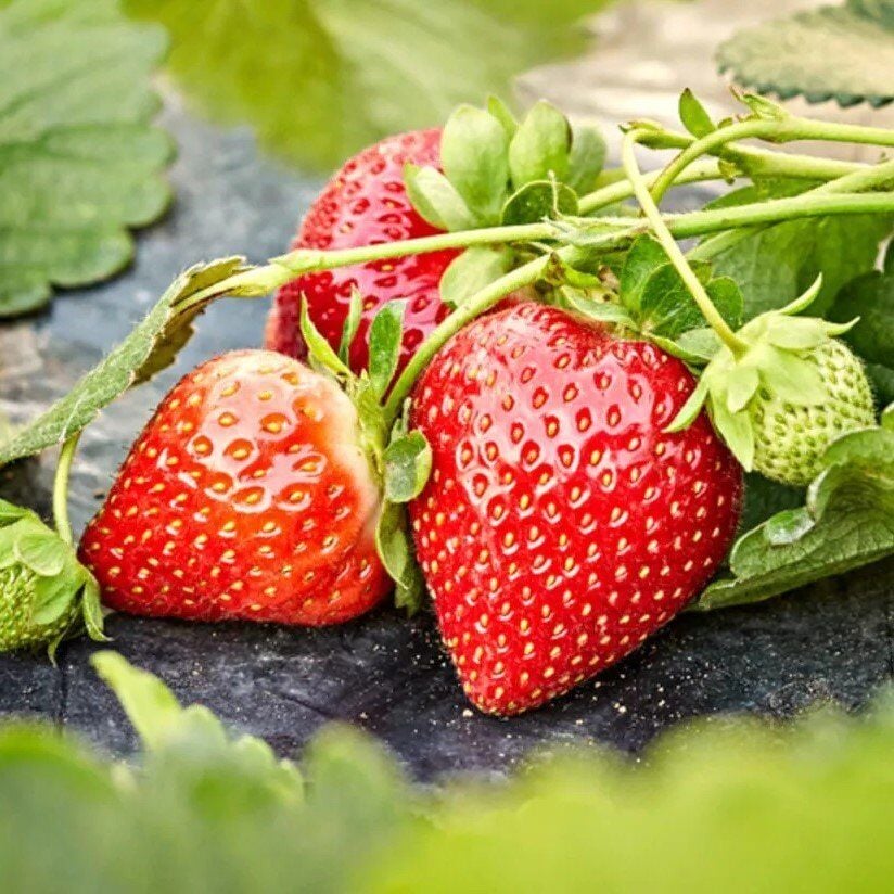 Çilek Gübreleme Nasıl Olmalı
Tarımda ekilen ürünlerden arzu edilen verimliliğin sağlanmasında gübrelemenin yeri oldukça önemlidir. Gübreleme miktarı ve zamanı her ürüne göre değişiklik gösterebilir. Çilek yetiştiriciliğinde de çilek gübreleme işlemi uygulanır. Böylece tarımsal faaliyetlerden çok daha etkili sonuçlar elde edilir.