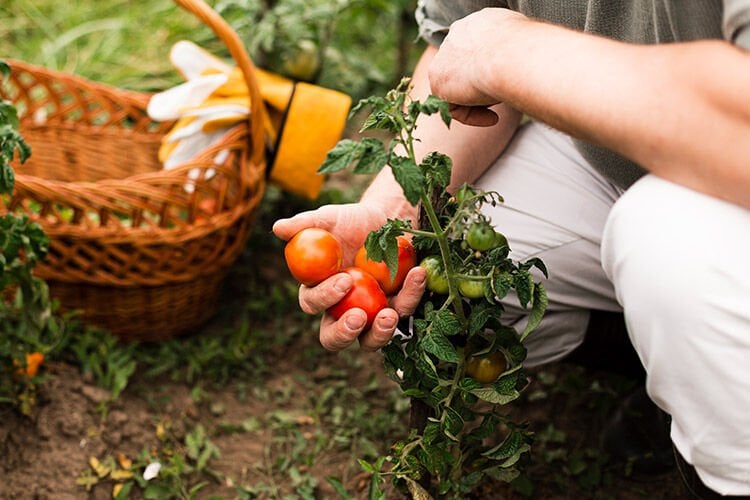 Organik tarım bitkisel ve hayvansal ürünlerin üretimi sırasında çevreyi, hayvanları ve insanları koruyan tekniklerin kullanıldığı bir tarımsal üretim yöntemidir. Üretimden tüketime kadar tarım sürecinin tamamı kontrollü olup herhangi bir kimyasal malzemeye yer verilmez.
