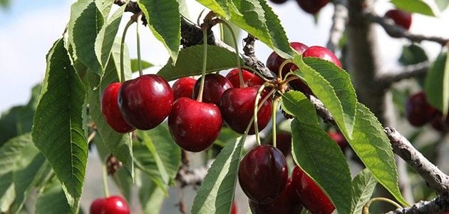 Meyve Bahçesi Kurarken Yapılması Gerekenler