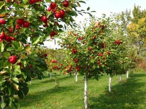 Aşılı Meyve Fidanı Satın Alırken Nelere Dikkat Edilmelidir?