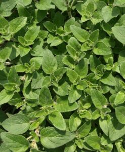 İstanbul Kekiği Fidesi 6 Adet (Origanum vulgare subsp. hirtum)