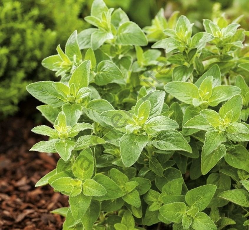 İstanbul Kekiği Fidesi 6 Adet (Origanum vulgare subsp. hirtum)