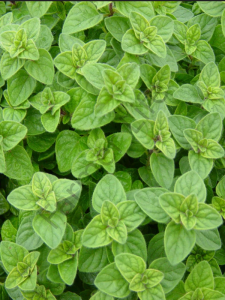 İstanbul Kekiği Fidesi 6 Adet (Origanum vulgare subsp. hirtum)