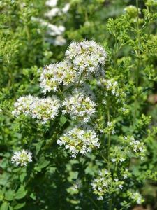 İstanbul Kekiği Fidesi 6 Adet (Origanum vulgare subsp. hirtum)