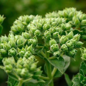 İzmir Kekiği Fidesi Origanum onites, Bilyalı Kekik 6 Adet