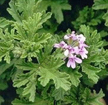 Yoğun Kokulu Gül Damlası Itır Fidesi 6 Adet