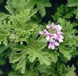 Yoğun Kokulu Gül Damlası Itır Fidesi 6 Adet