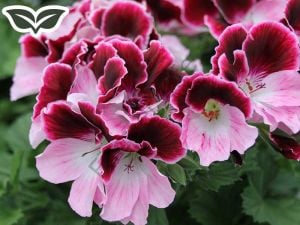 Yoğun Kokulu Gül Damlası Itır Fidesi 6 Adet