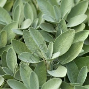 Anadolu Adaçayı Fidesi (Salvia fruticosa) 6 Adet